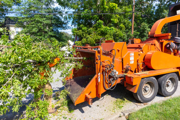 Tree Root Removal in Chesterbrook, PA